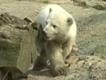 EisbÃ¤r Knut (Photo: HauptBruch GbR)
