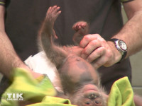 Frische Windeln braucht Orang-Utan-Baby Rieke natürlich auch regelmäßig