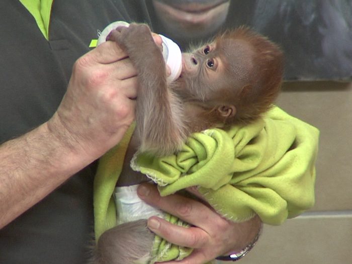 Alle vier bis fünf Stunden verlangt Orang-Utan-Dame Rieke nach ihrem Fläschchen.