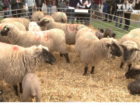 „Shaun das Schaf“-Premiere in Berlin