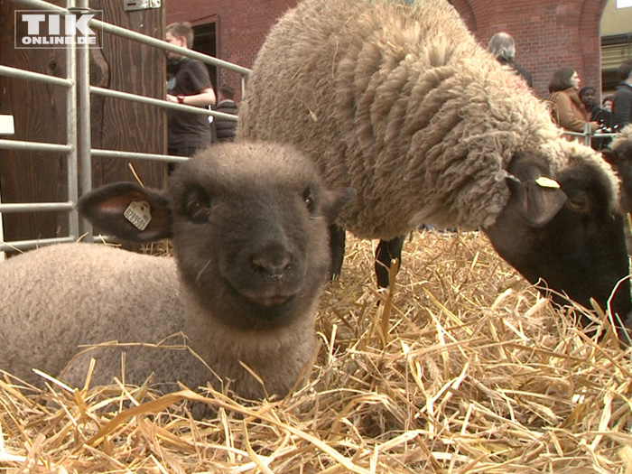 Bei der Premiere von "Shaun das Schaf" in Berlin gab es auch echte Schäfchen zu bestaunen