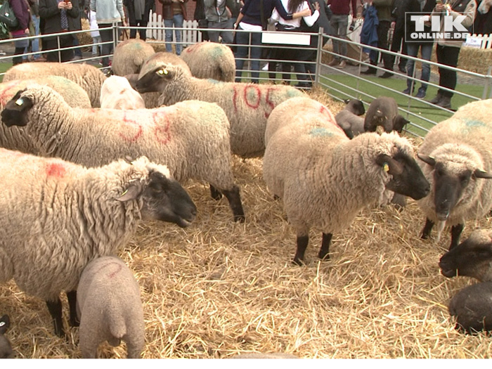 Bei der Premiere von "Shaun das Schaf" in Berlin gab es auch echte Schäfchen zu bestaunen