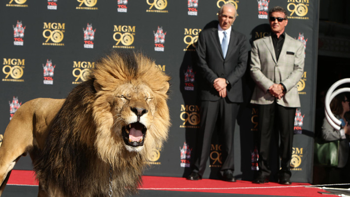 Sylvester Stallone & MGM Löwe Leo 