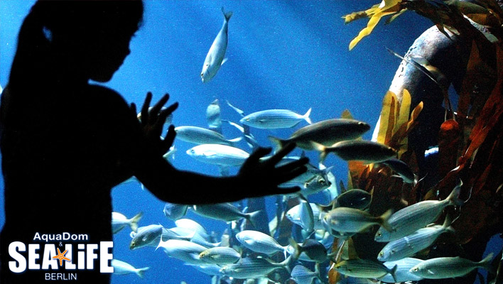 AquaDom SEA LIFE Berlin (Foto: Promo)