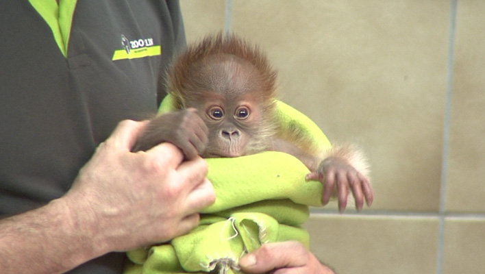 Orang-Utan-Baby Rieke (Foto: HauptBruch GbR)