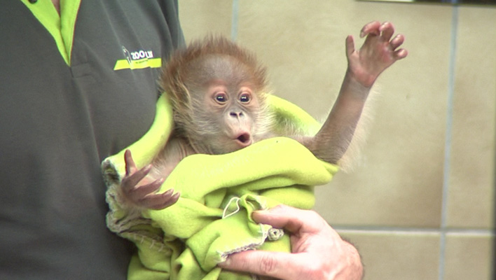 Orang-Utan-Baby Rieke (Foto: HauptBruch GbR)