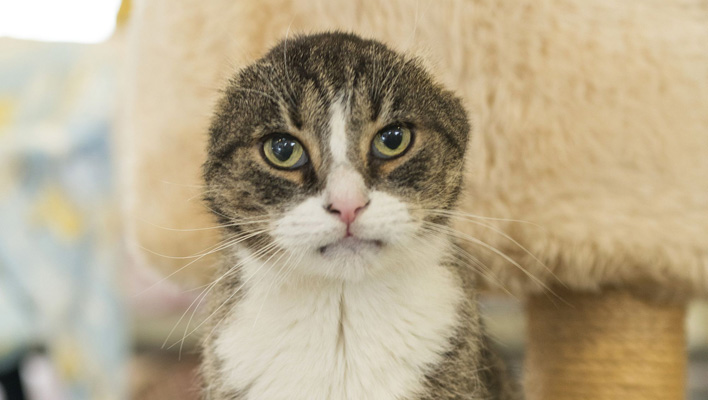 Derrick (Foto: Tierheim Berlin)