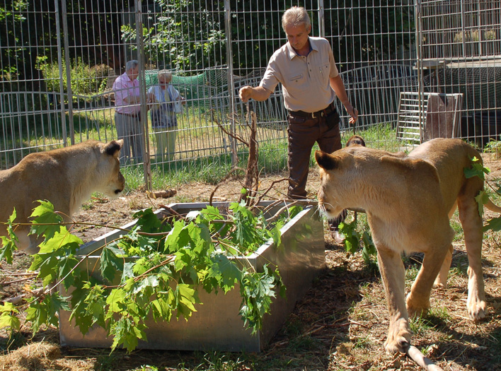 Löwen und Tiger Show