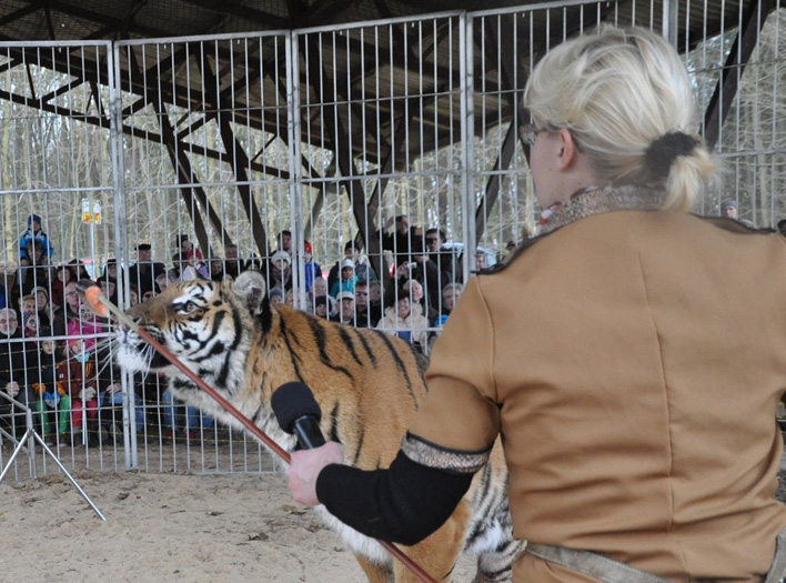 Löwen und Tiger Show