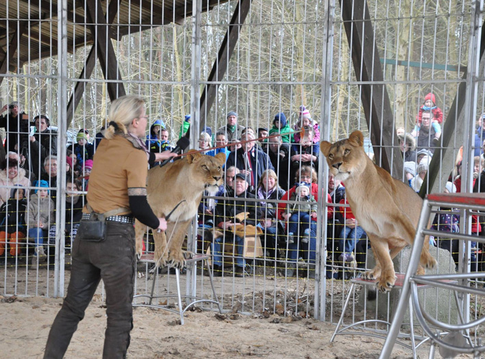 Löwen und Tiger Show