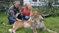 Tierischer Familien-Tipp: Mit Löwen und Tigern in den Frühling 2017