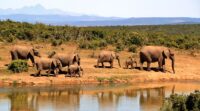 Puren Genuss erleben – Weinberge, Küstenflair und Lebensfreude in Südafrika