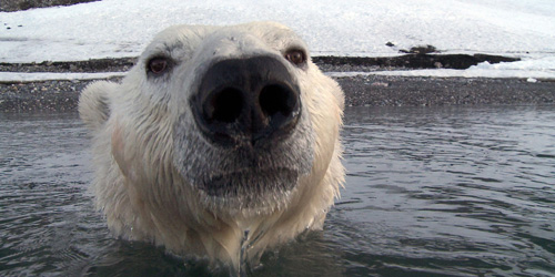 Die Eisbären Doku (Foto: John Downer Productions 2010)