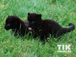 Larisa und Sipura: Die neuen Stars im Berliner Tierpark