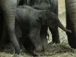 Elefantenbaby im Tierpark Hagenbeck: Hört auf den Namen Shahrukh!