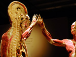 Plastinate made in USA zu Gast in Köln: Konkurrenz für „Dr. Tod“