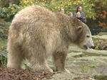 Knut bekommt Gesellschaft: Eisbärdame aus München zieht zu ihm