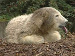 Knut: Ausgestopft ins Museum?