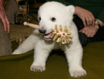 EisbÃ¤r-Baby Knut (Photo: Archiv Zoo Berlin)