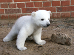 EisbÃ¤r Knut (Photo: Archiv Zoo Berlin)