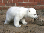 Wirbel um Eisbär-Baby: Tierschützer wollen das Knut einschläfern lassen!