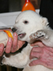 Eisbär Knut wächst und gedeiht: Neue Bilder vom Baby-Eisbär!