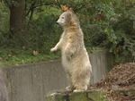 EisbÃ¤r Knut im Teenie-Alter (Photo: HauptBruch GbR)