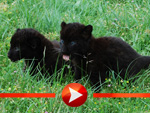 Die kleinen Panther Larisa und Sipura zeigen sich erstmals der Öffentlichkeit