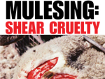 PETA Anti-Mulesing-Kampagne (Photo: PETA)