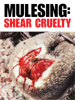 PETA fordert: Ein Ende der Schaf-Verstümmelung!