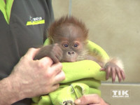 Neugierig mustert Orang-Utan-Baby Rieke die vielen Fotografen, die wegen ihr in den Berliner Zoo gekommen sind.