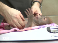 Orang-Utan-Baby Rieke hält Hof