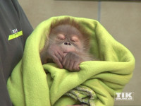 In ihre grüne Decke eingewickelt kann Orang-Utan-Baby Rieke friedlich schlummern