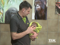 Streicheleinheiten hat Orang-Utan-Baby Rieke besonders gern